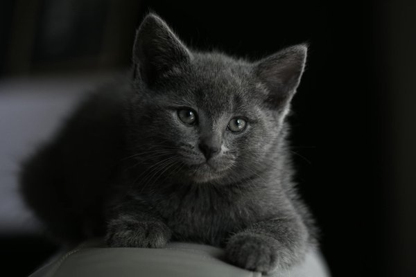 Jouets pour la santé physique du malinois : comment choisir et utiliser les bons accessoires ?