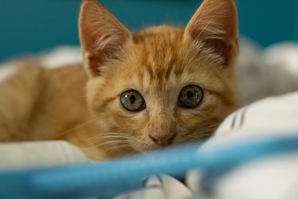 Protégez votre chien des UV avec style et confort