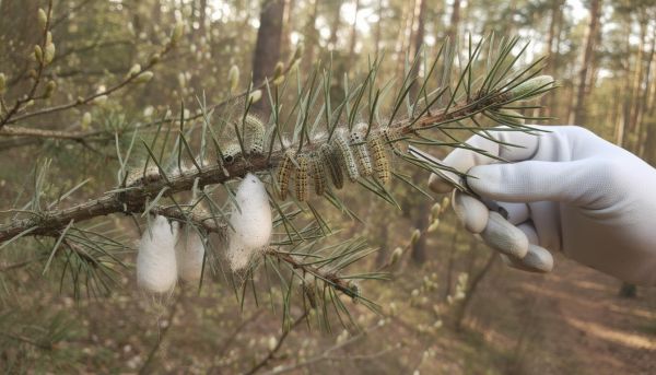 Traitement de la chenille processionnaire : les solutions efficaces pour 2026